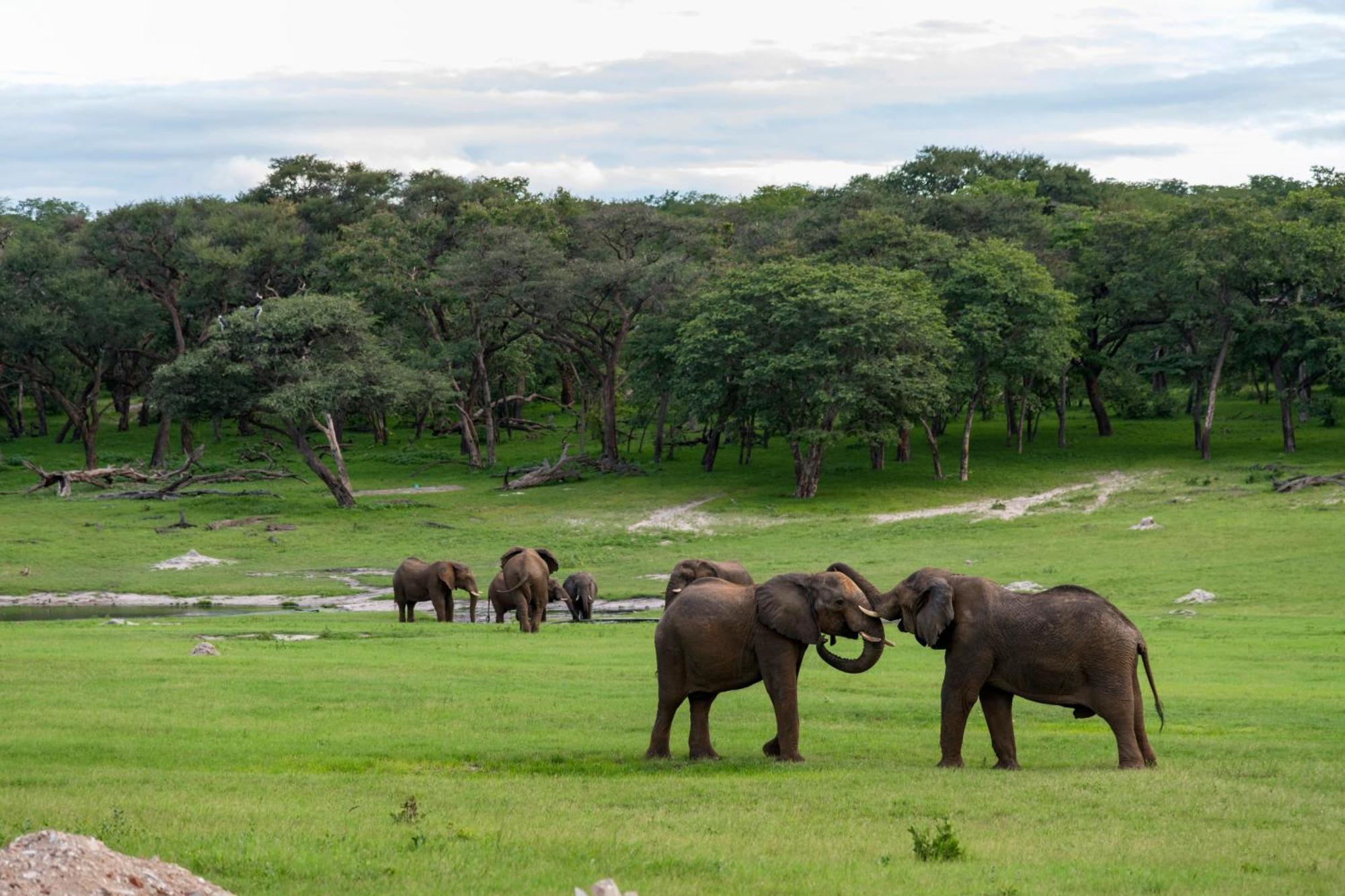 Hwange Safari Lodge Dete Extérieur photo